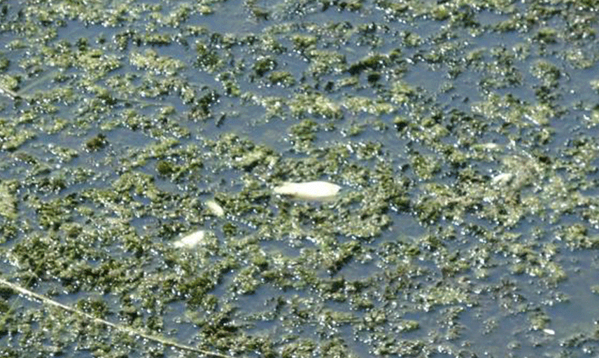 Büyük Menderes Nehri'ndeki Kuraklık Balıkların Ölümüne Neden Oldu