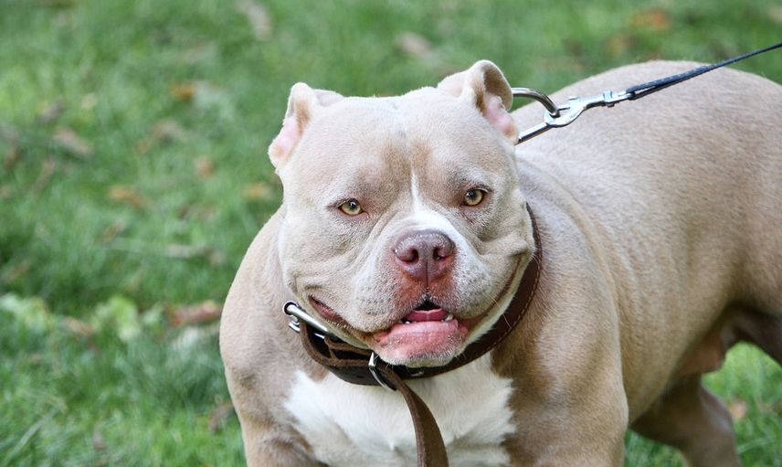 AMERICAN STAFFORDSHIRE TERRIER