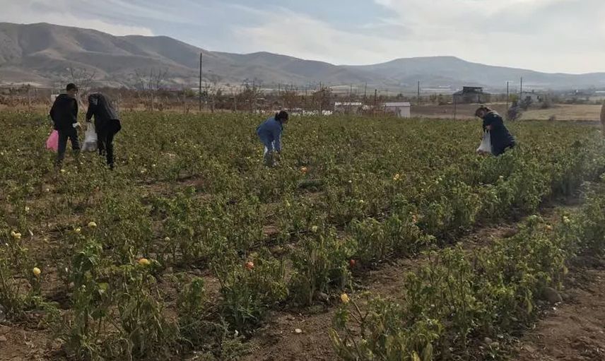 Elazığ’da Yaşayan Çiftçi Tarlasını İhtiyaç Sahiplerine Açtı: 7 Ton Sebzeyi Ücretsiz Dağıttı