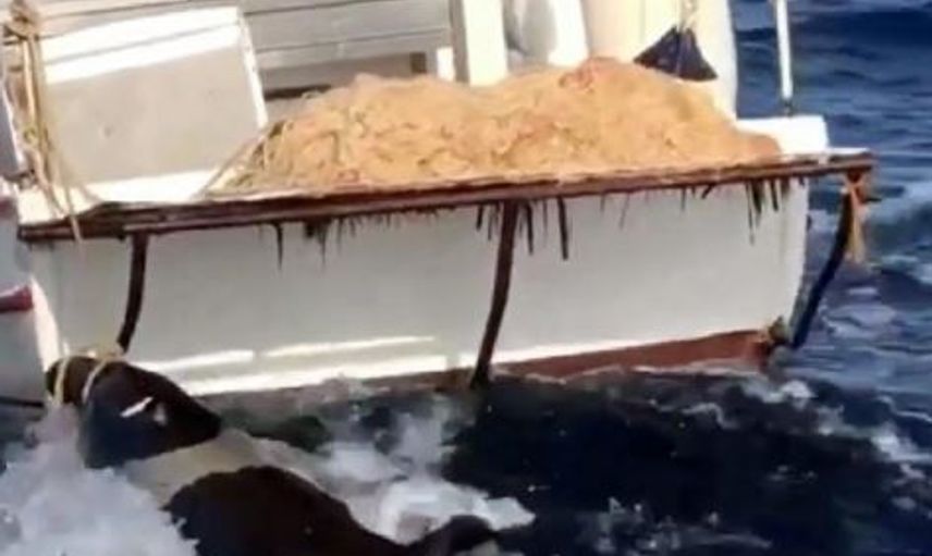Muğla’da Nesli Tükenme Tehlikesi Olan Ölü Foka Otopsi Yapılacak