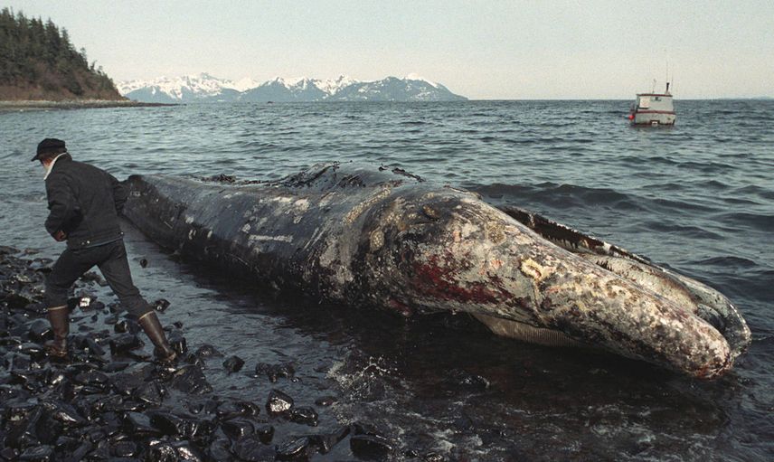 EXXON VALDEZ KAZASI