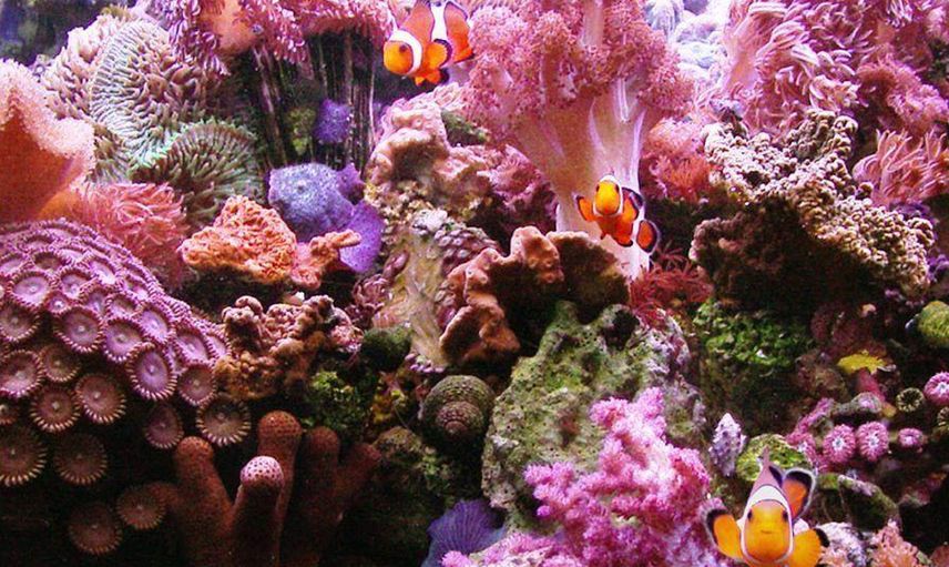 Tayland'da Güneş Kremlerinin Kullanımı Yasaklandı, Cezası 25 Bin Lira