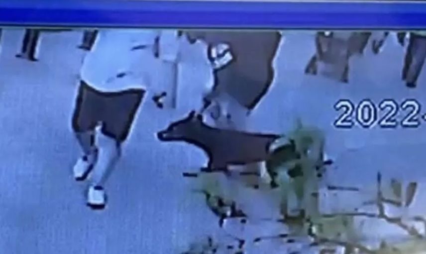 İstanbul’da korkutan olay! Köpeğe yaptıkları ağızları açık bıraktı! Linç edilmekten son anda kurtuldu
