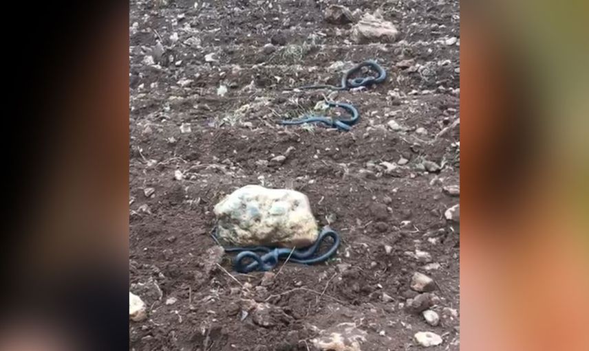 Görüntüler endişe verici! Kahramanmaraş'da boyu 2 metreyi geçen yılanlar bulundu