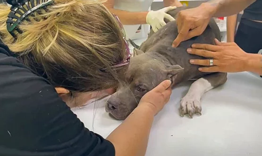 Adana'da Köpeğine Şiddet Uygulayan Kadına Şaşırtan Ceza
