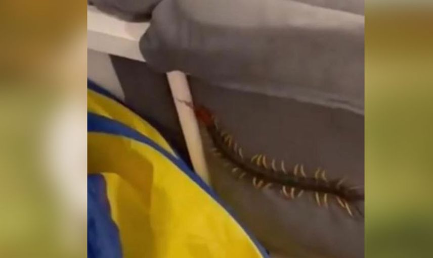 Bebek odasına giren devasa büyüklükte kırkayak yüzünden korku dolu anlar yaşandı