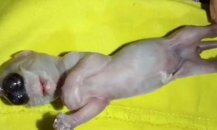 Kehanet söylentileri doğru çıktı! Ortaya çıkan o yaratık herkese korku saldı