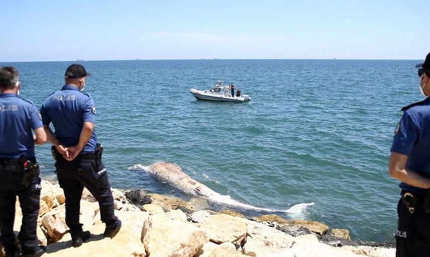 Mersin Sahiline 8 Metre Oluklu Beyaz Balina Vurdu