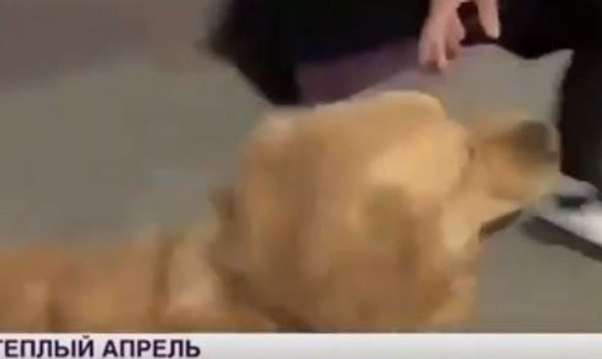 Canlı yayın sırasında mikrofonunu köpeğe kaptırdı!