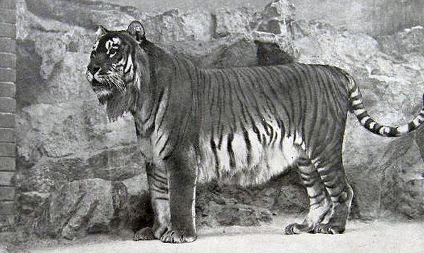 HAZAR KAPLANI