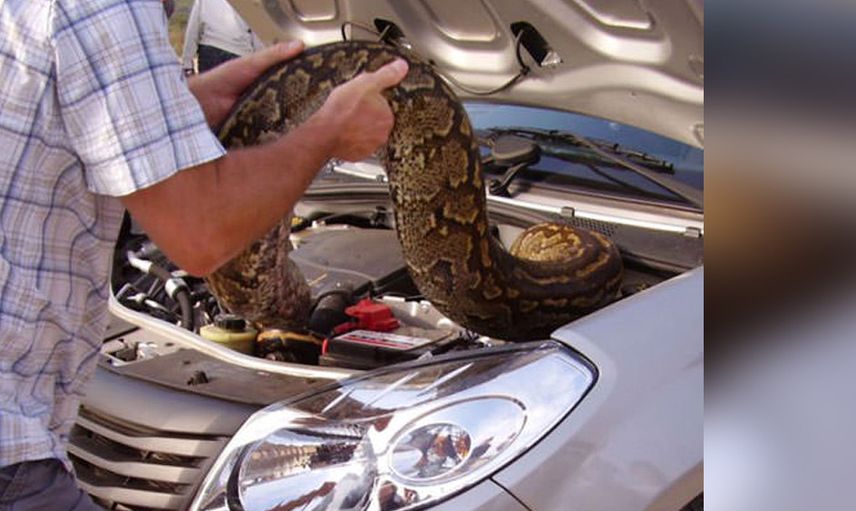 Motordan ses geliyor diye kenara çekti... kaputu açtığında şok olup bayıldı!