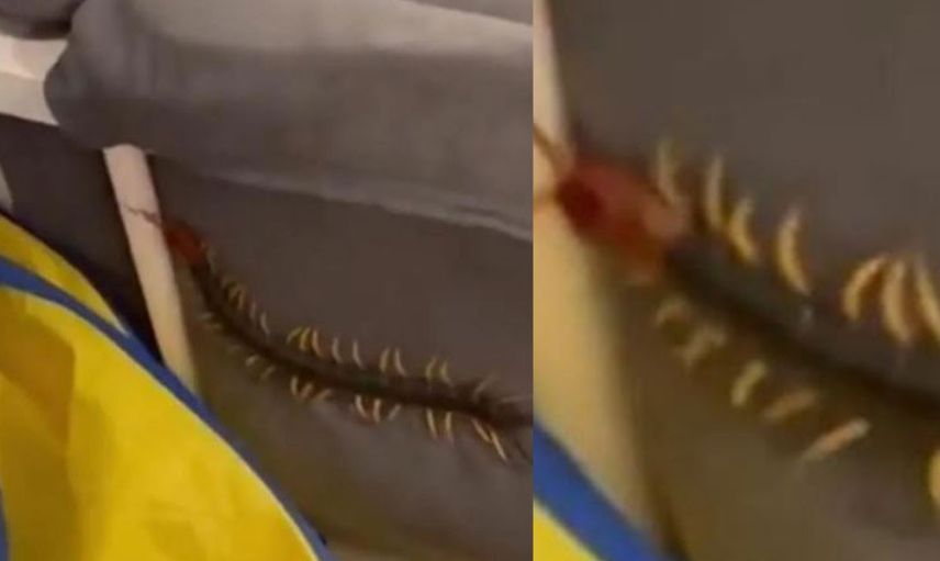 Bebek odasına giren devasa büyüklükte kırkayak yüzünden korku dolu anlar yaşandı