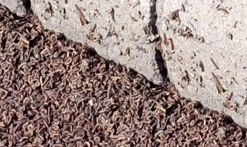 Dünya bu görüntüleri konuşuyor! Gökten yağmur gibi yağdı herkes kıyamet alameti olarak görüyor