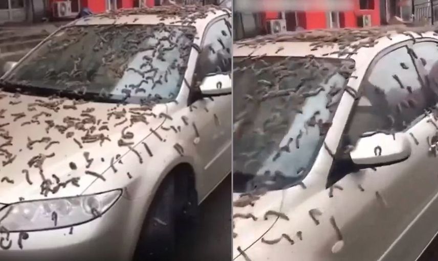 Çin'de korkutan görüntü! Solucan yağmurunun nedeni belli oldu
