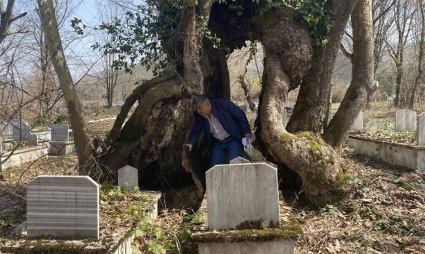 Bartın'da üzerinde Allah lafzı bulunan ağaç koruma altına alındı