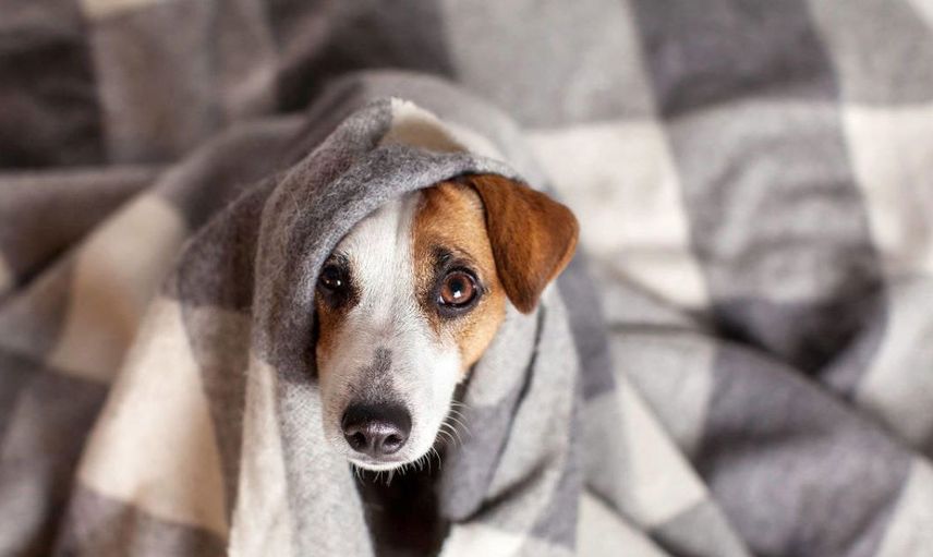 İstanbul’da korkutan olay! Köpeğe yaptıkları ağızları açık bıraktı! Linç edilmekten son anda kurtuldu