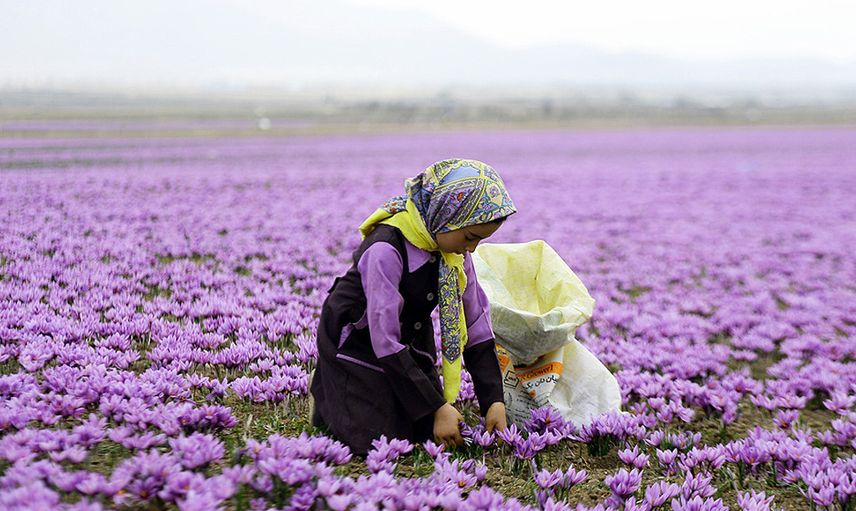 Safran Hasadı Başladı: Kilosu 60 Bin Liradan Satışa Sunulacak