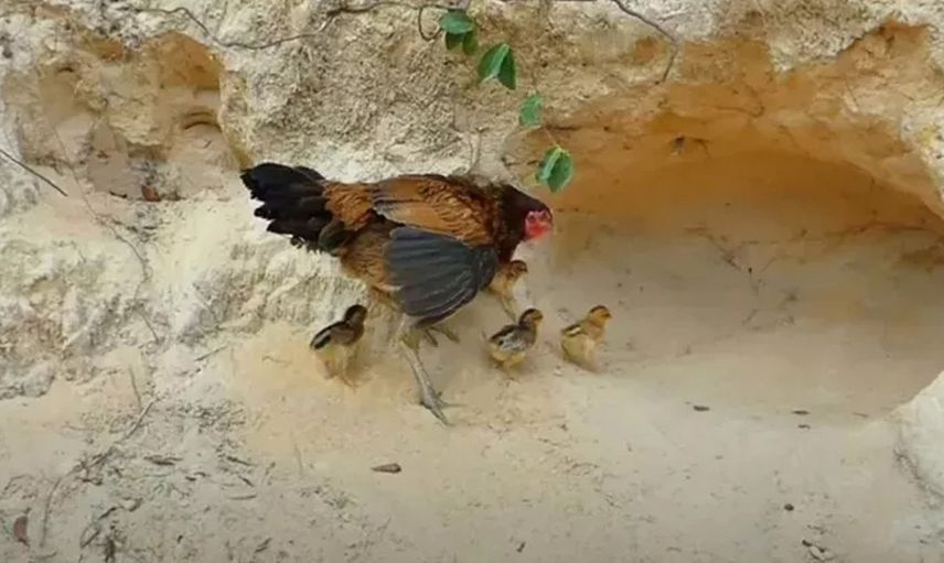 Anne tavuğun pitona karşı yavrularını koruyuşu sosyal medyada gündem oldu