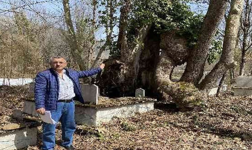 Bartın'da üzerinde Allah lafzı bulunan ağaç koruma altına alındı