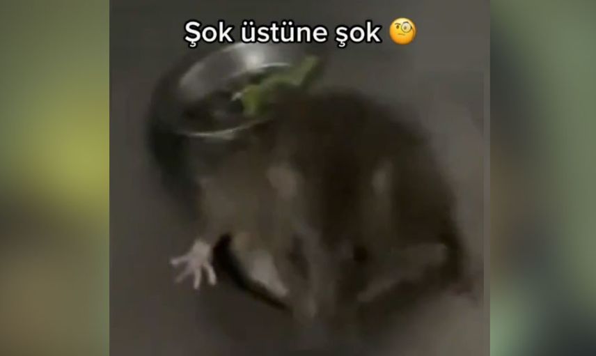 Fare istilası başladı! Önce ekmeğin içinden çıktı şimdi de lavobonun içinden görüntüler dehşet verici