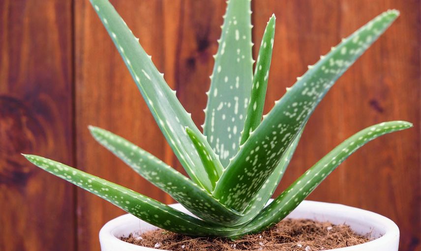 Aloe vera