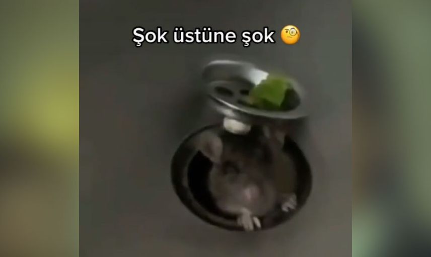 Fare istilası başladı! Önce ekmeğin içinden çıktı şimdi de lavobonun içinden görüntüler dehşet verici