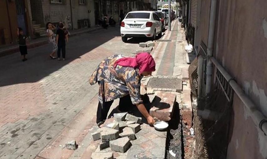 İstanbul’da şehrin içinde yılan görüldü