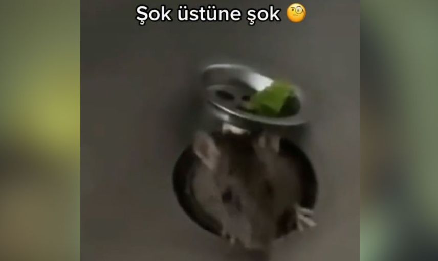 Fare istilası başladı! Önce ekmeğin içinden çıktı şimdi de lavobonun içinden görüntüler dehşet verici