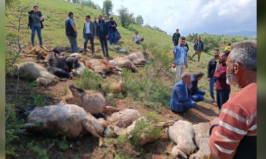 Kaşla göz arasında koyun sürüsü telef oldu çoban olanlara anlam veremedi hayatının şokunu yaşadı