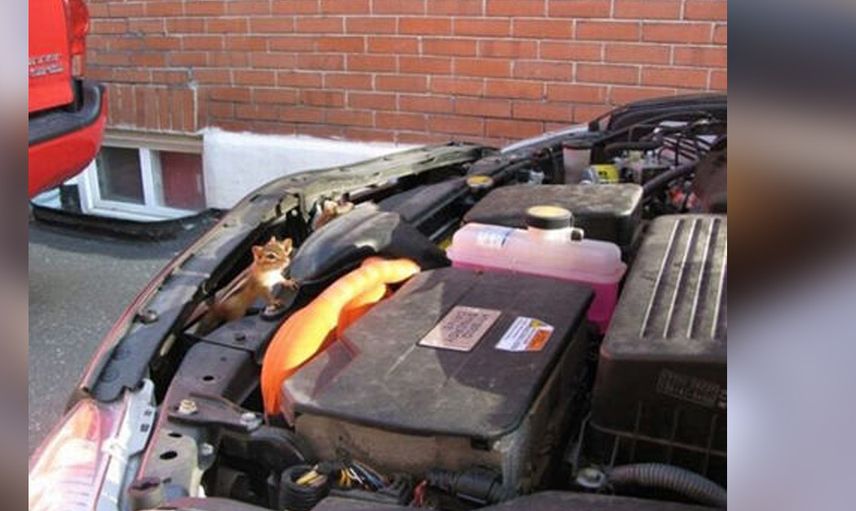 Motordan ses geliyor diye kenara çekti... kaputu açtığında şok olup bayıldı!