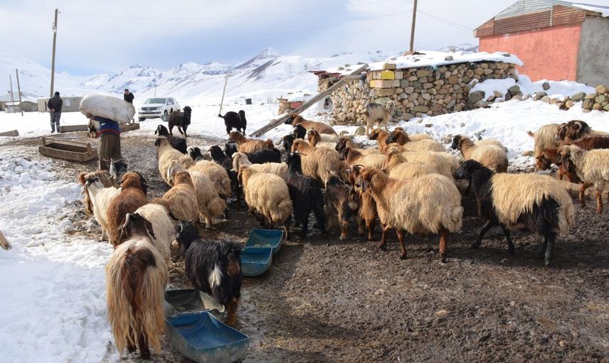 4 Yıldır Şehirden Uzak Yaylada Hayatını Sürdürüyor