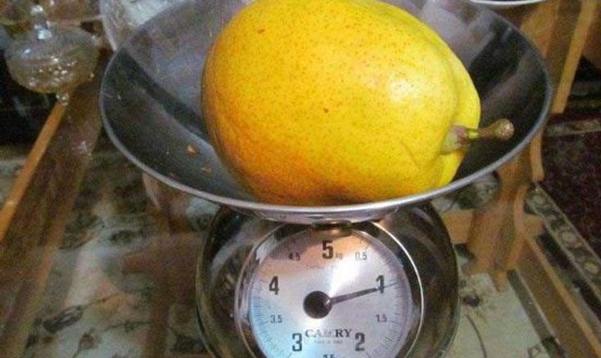 Devasa Boyuta Ulaşıp Görenleri Hayrete Düşüren Meyve ve Sebzeler