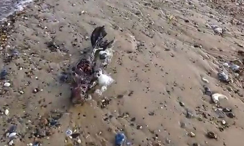 Deniz kızı cesedi kıyıya vurdu, halk ayağa kalktı!