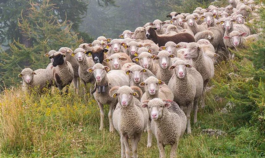 Kaşla göz arasında koyun sürüsü telef oldu çoban olanlara anlam veremedi hayatının şokunu yaşadı