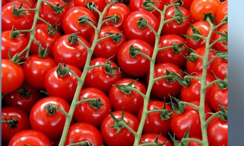 Saksıya domates dilimleri koydu sonuca kendi bile inamadı