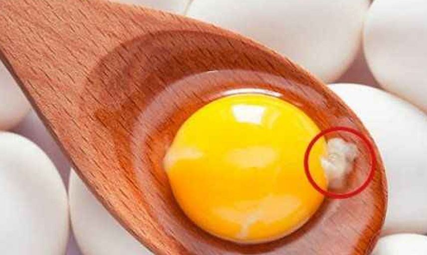 Yumurtanın içindeki ipliğe benzer beyaz şey nedir?