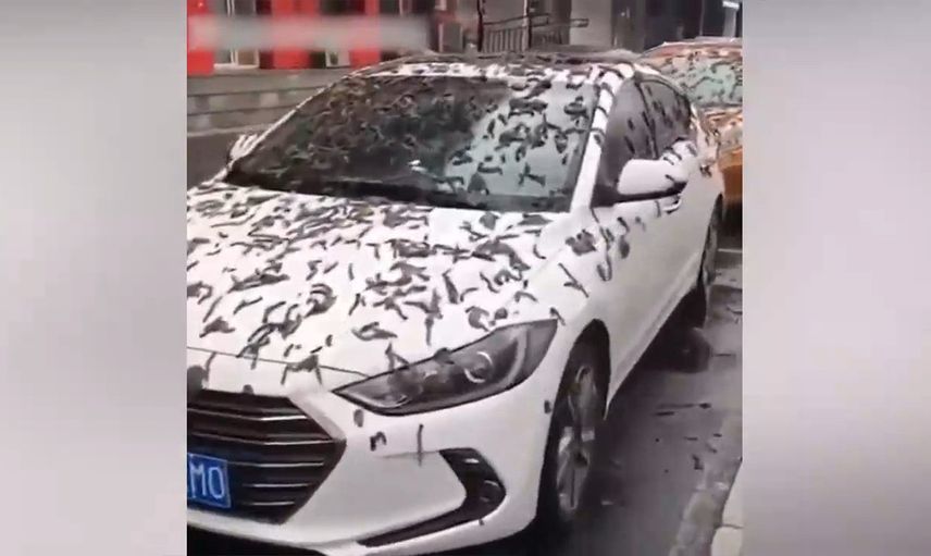 Çin'de korkutan görüntü! Solucan yağmurunun nedeni belli oldu