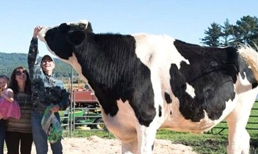 Görenler inanamıyor! 193 cm boyunda olan günde 380 litre su içen bu hayvanı sahibi doyuramıyor...