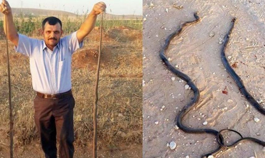 Tarla sürerken öyle bir şey oldu ki!