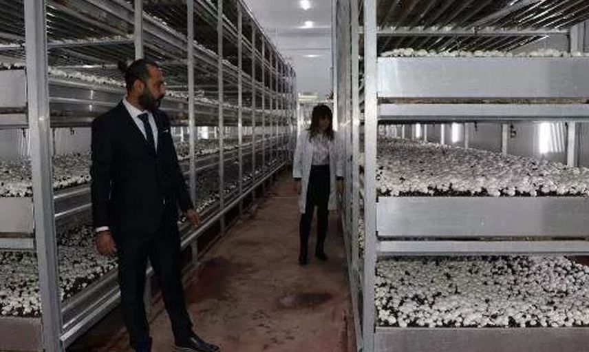 Mantar Tesisinde İlk Hasatta Dört Ton Üretim Elde Edildi