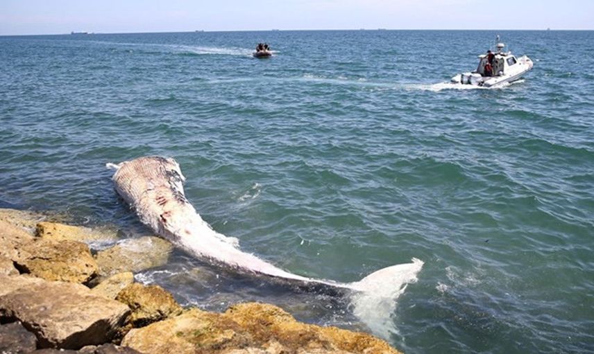 Mersin Sahiline 8 Metre Oluklu Beyaz Balina Vurdu