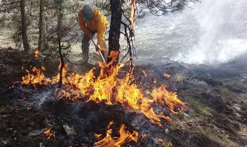 Çevre ve Arı Koruma Derneği Başkanı'nın açıklaması
