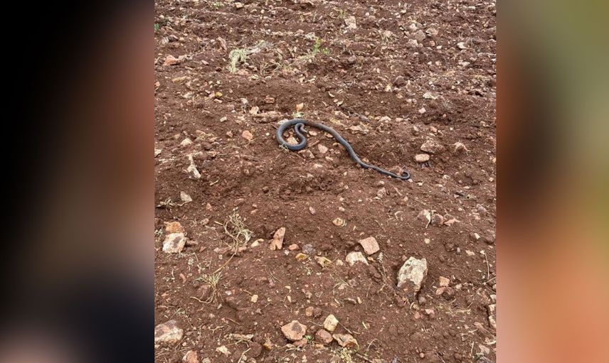 Görüntüler endişe verici! Kahramanmaraş'da boyu 2 metreyi geçen yılanlar bulundu