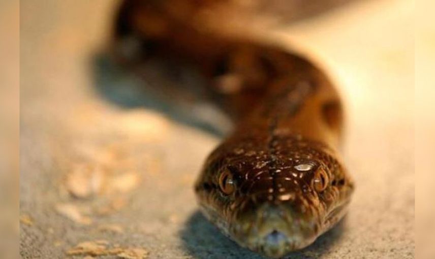 Klozete saklanan piton korku dolu anlar yaşattı