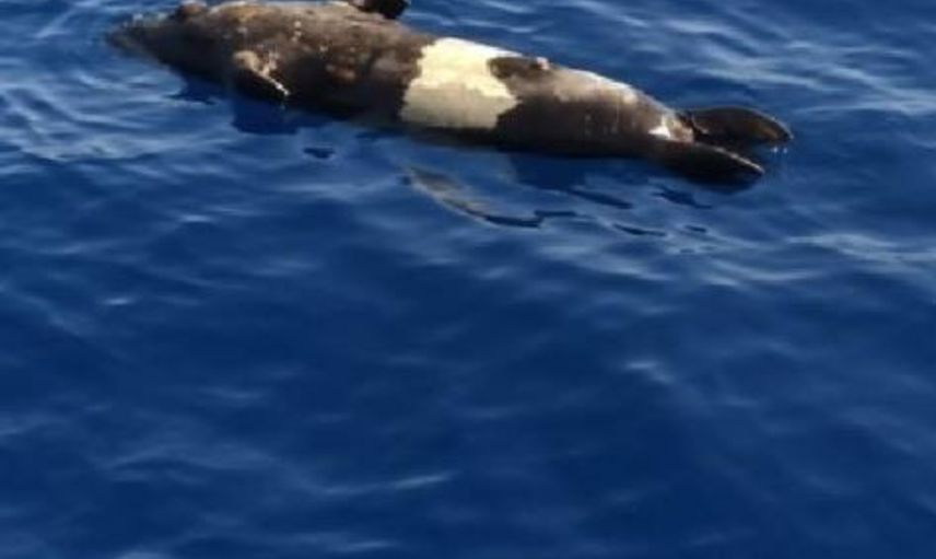 Muğla’da Nesli Tükenme Tehlikesi Olan Ölü Foka Otopsi Yapılacak