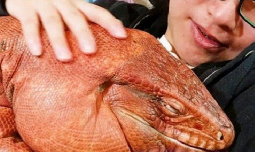 Görenler inanamıyor! 193 cm boyunda olan günde 380 litre su içen bu hayvanı sahibi doyuramıyor...