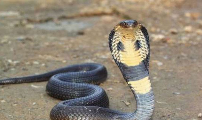 Buzağı yediği sanılan yılanın karnından çıkanlar herkesi dehşete düşürdü