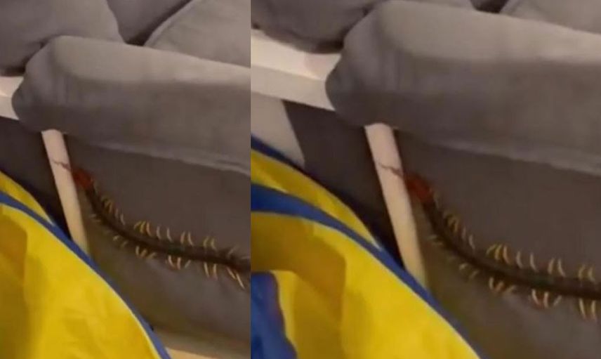 Bebek odasına giren devasa büyüklükte kırkayak yüzünden korku dolu anlar yaşandı