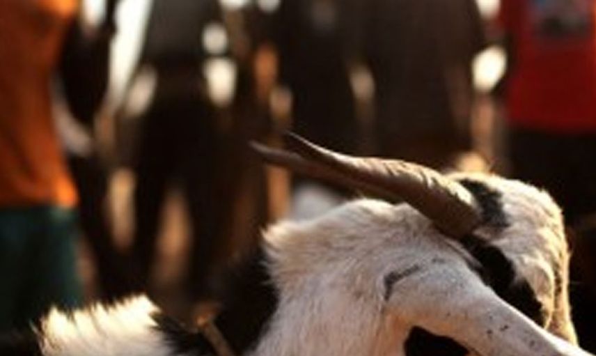 Sudan'da bir adam keçisiyle evlendirildi!