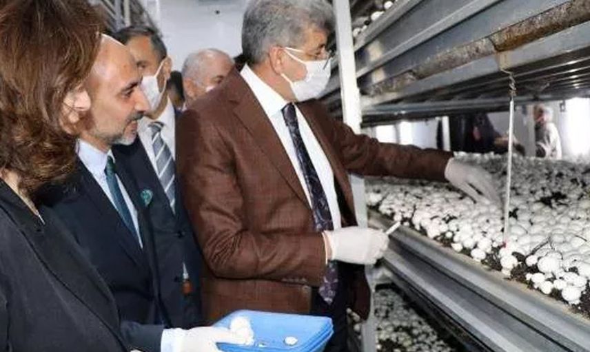 Mantar Tesisinde İlk Hasatta Dört Ton Üretim Elde Edildi